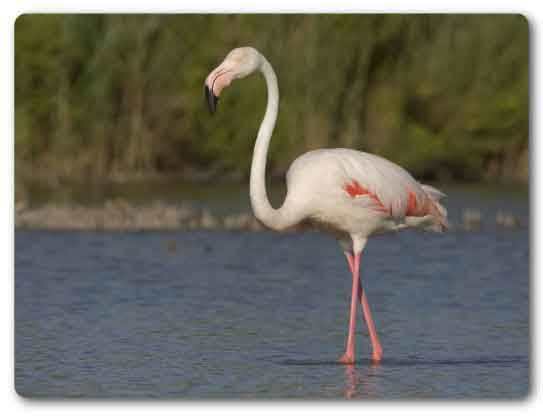  Gujarat State bird, Greater Flamingo, Phoenicopterus roseus